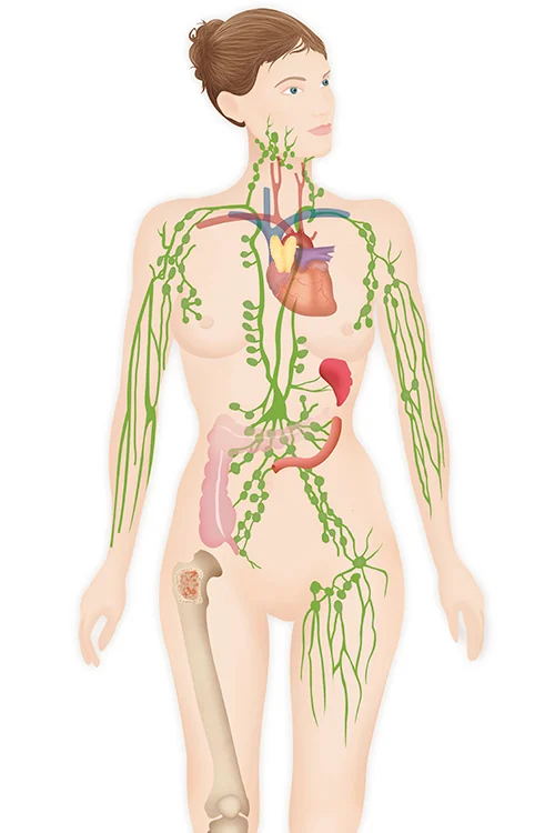 lymphatic-system-drawing